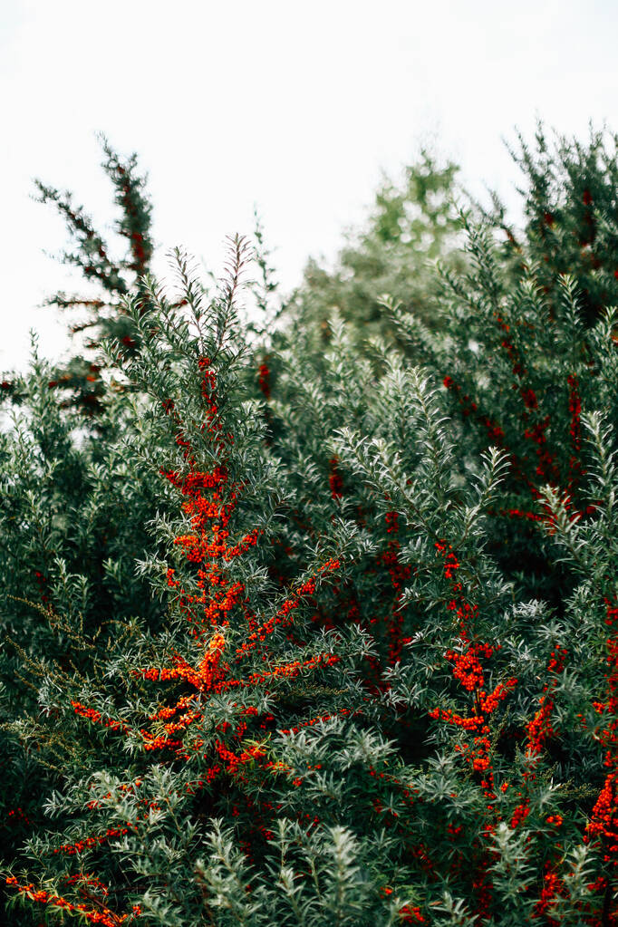 baies rouges sur les branches d'un arbuste, un fond abstrait d'été lumineux - Photo, image