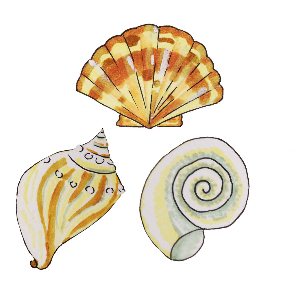 conchas, moluscos vivem no mar ou oceano de diferentes formas, uma espiral, um ventilador, um triângulo de azul e marrom, cores bege encontrar na costa arenosa na praia - Foto, Imagem
