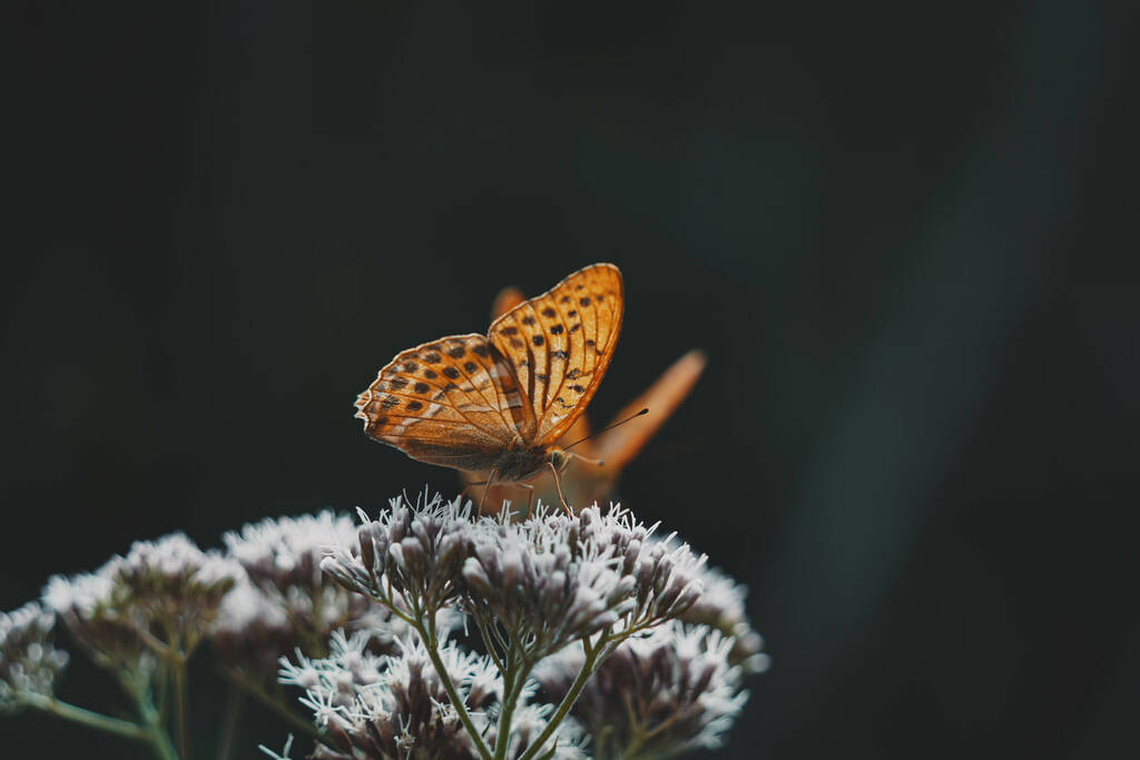 Ein selektiver Fokus eines gefleckten schönen braunen Schmetterlings auf einer Pflanze - Foto, Bild