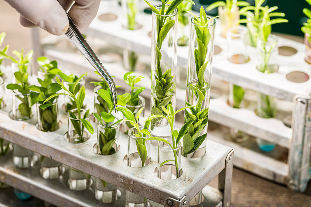 School lab exploring new methods of plant breeding. Practical chemistry classes. - Zdjęcie, obraz