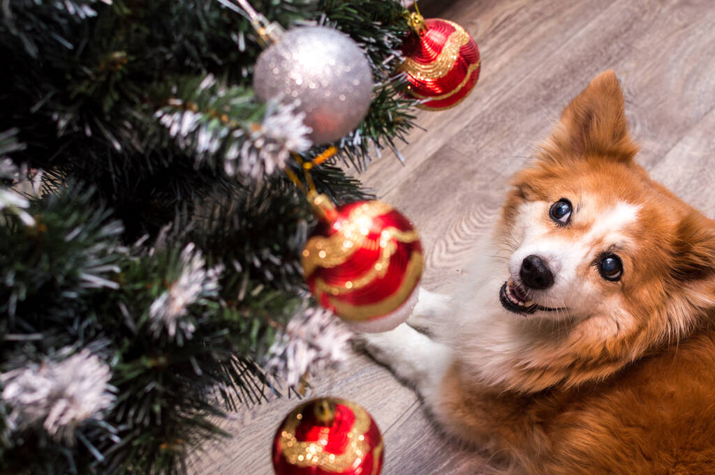 Ο σκύλος κείτεται κοντά στο χριστουγεννιάτικο δέντρο. Κοντινό πορτραίτο - Φωτογραφία, εικόνα