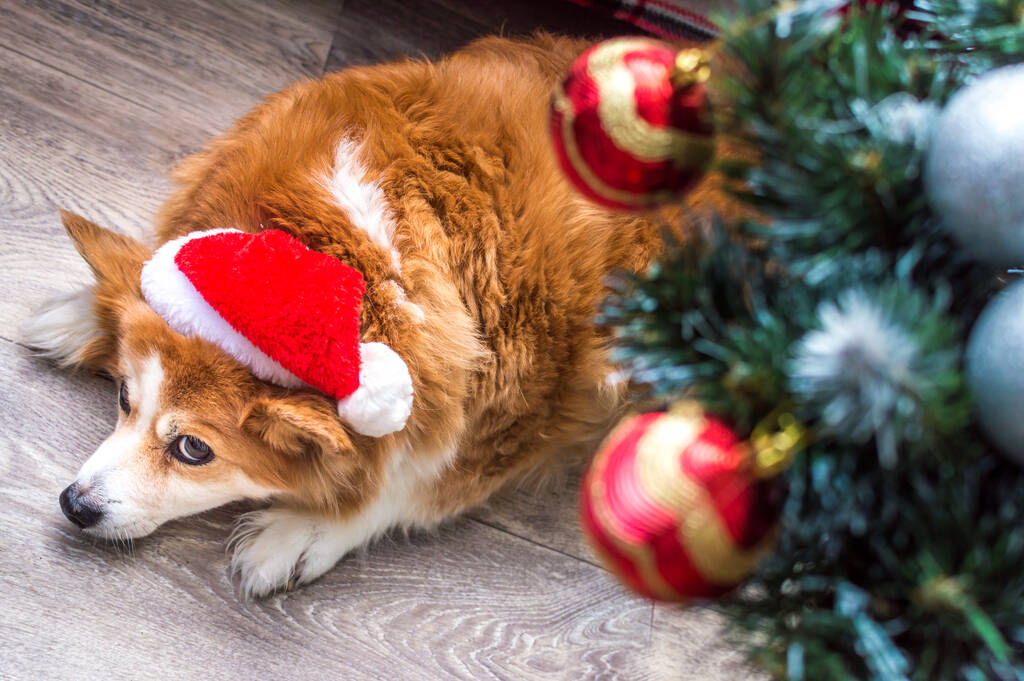 pes v klobouku Santa Clause leží u vánočního stromku. Vánoční koncept - Fotografie, Obrázek