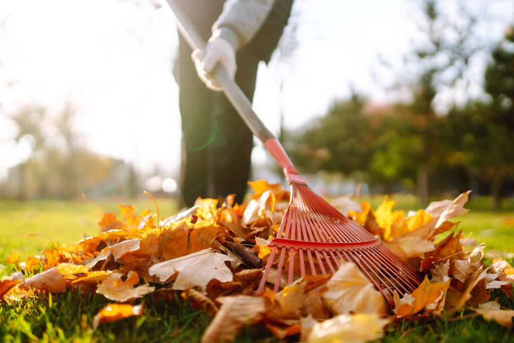 Rake with fallen leaves in autumn.  Man cleans the autumn park from yellow leaves. Volunteering, cleaning, and ecology concept. Seasonal gardening. - Photo, Image