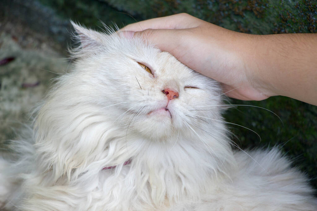 mano palmaditas en blanco gato cabeza - Foto, imagen
