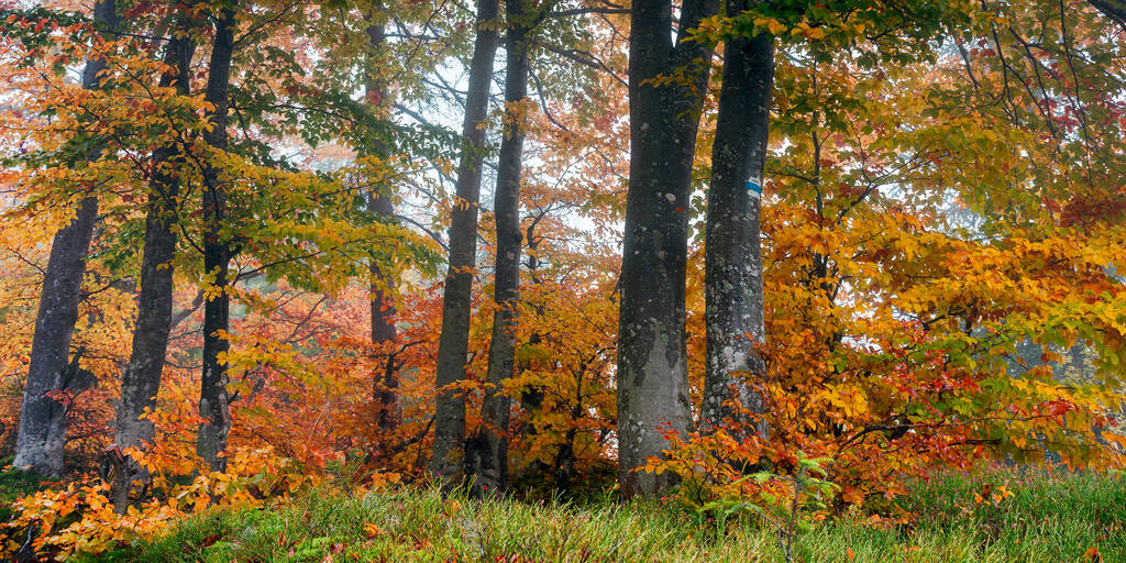 forêt d'automne par une matinée brumeuse. hêtres dans un feuillage coloré. beau fond de nature. temps pluvieux - Photo, image