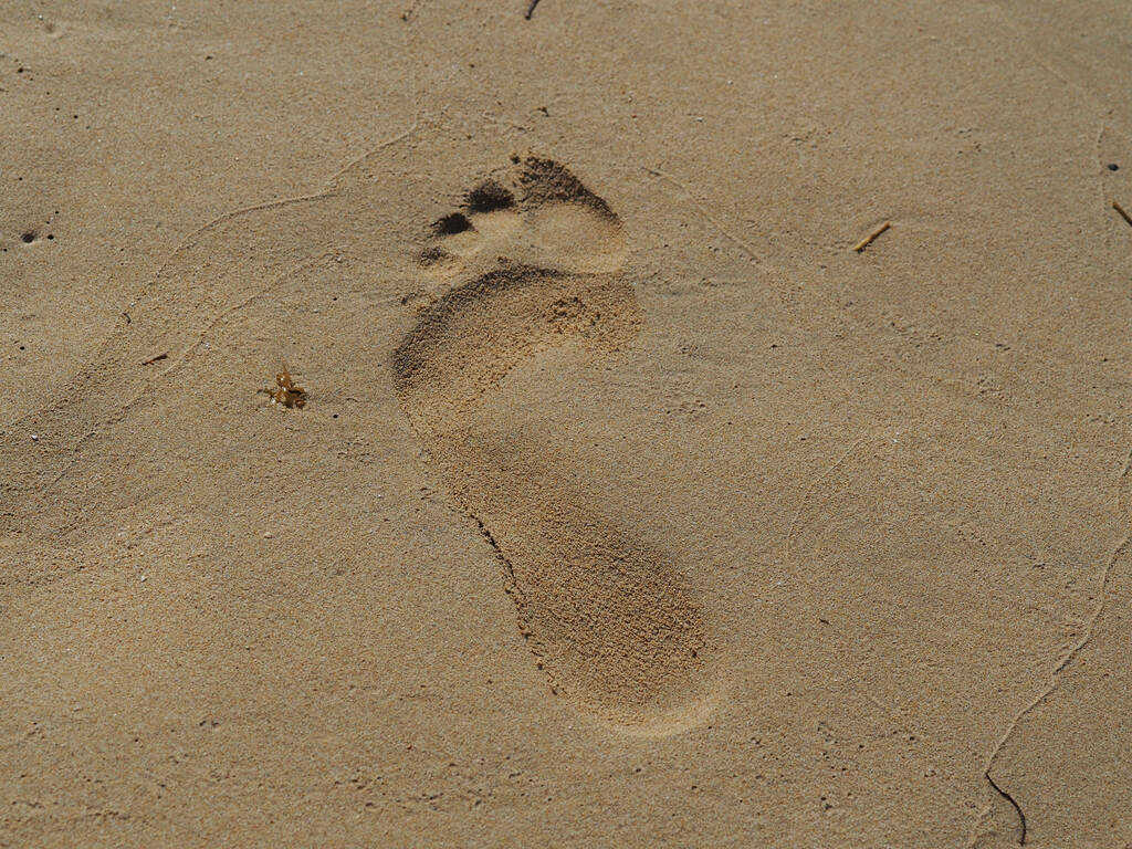 Detailní záběr stopy na pláži za denního světla - ideální pro tapety - Fotografie, Obrázek