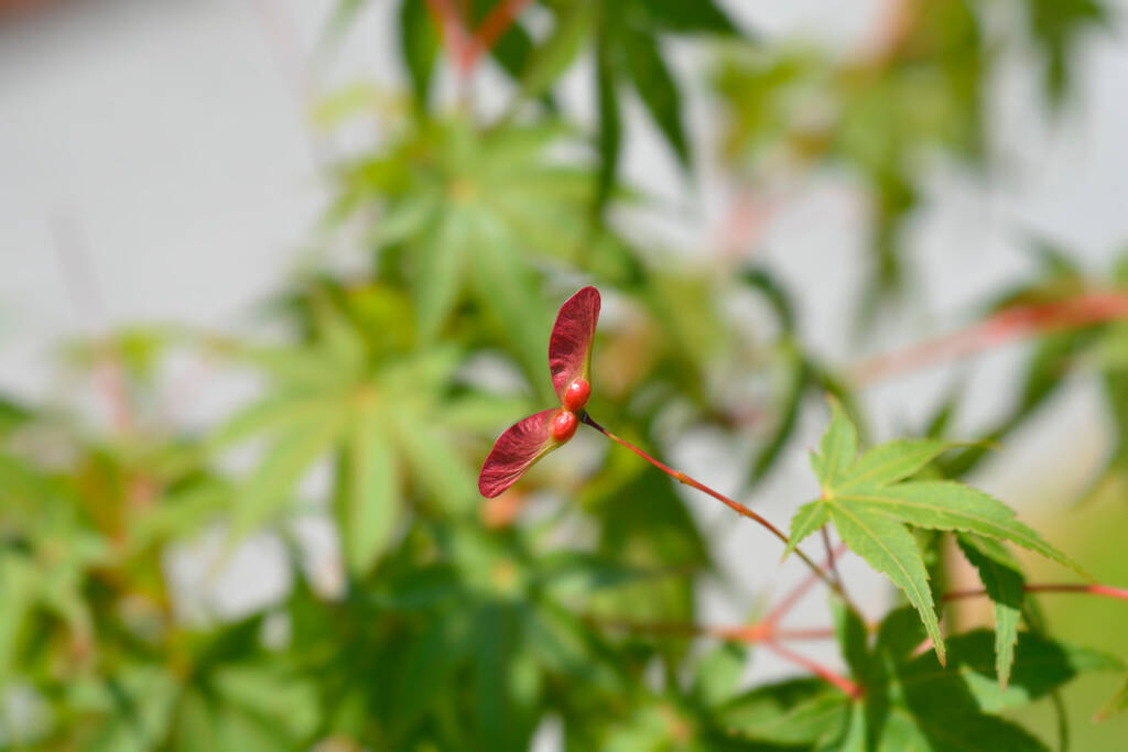 Japonské javorové semínko - latinské jméno - Acer palmatum - Fotografie, Obrázek