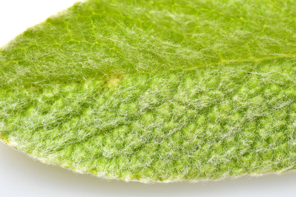  Grecka herbata górska, roślina lecznicza z liściem w makro - Zdjęcie, obraz