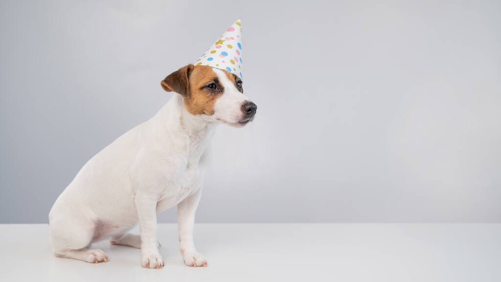 Hond met een verjaardagshoed op een witte achtergrond. Jack Russell terriër viert een jubileum - Foto, afbeelding