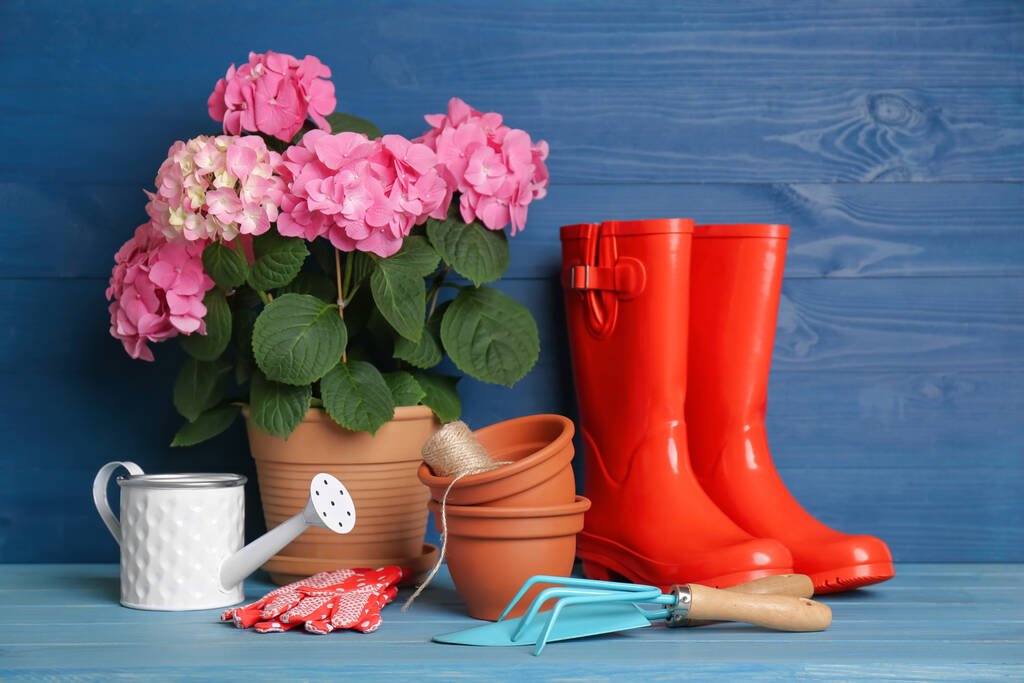 Beautiful blooming plant, gardening tools and accessories on light blue wooden table - Photo, Image