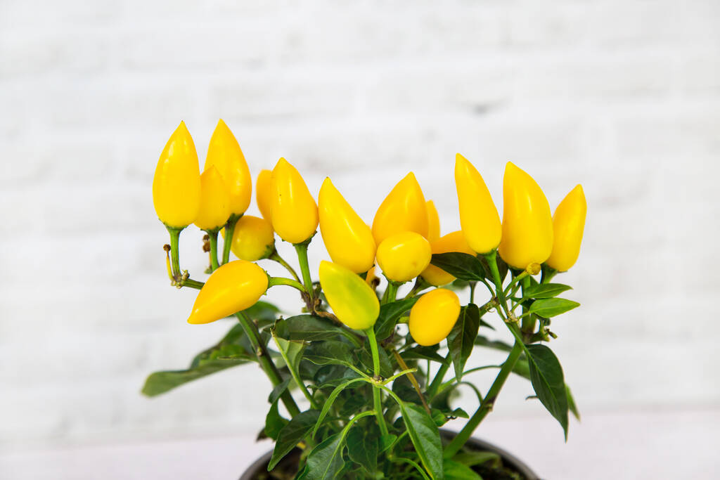 Paprika kasvi keltainen miniatyyri pippuri hedelmiä savi potin valkoisella pohjalla tiili seinään. Flora koti sisäkasvit kukat. - Valokuva, kuva