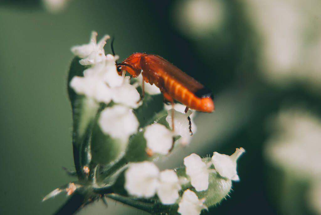 Un colpo di fuoco selettivo di uno scarabeo fulva Rhagonycha su un fiore bianco - Foto, immagini