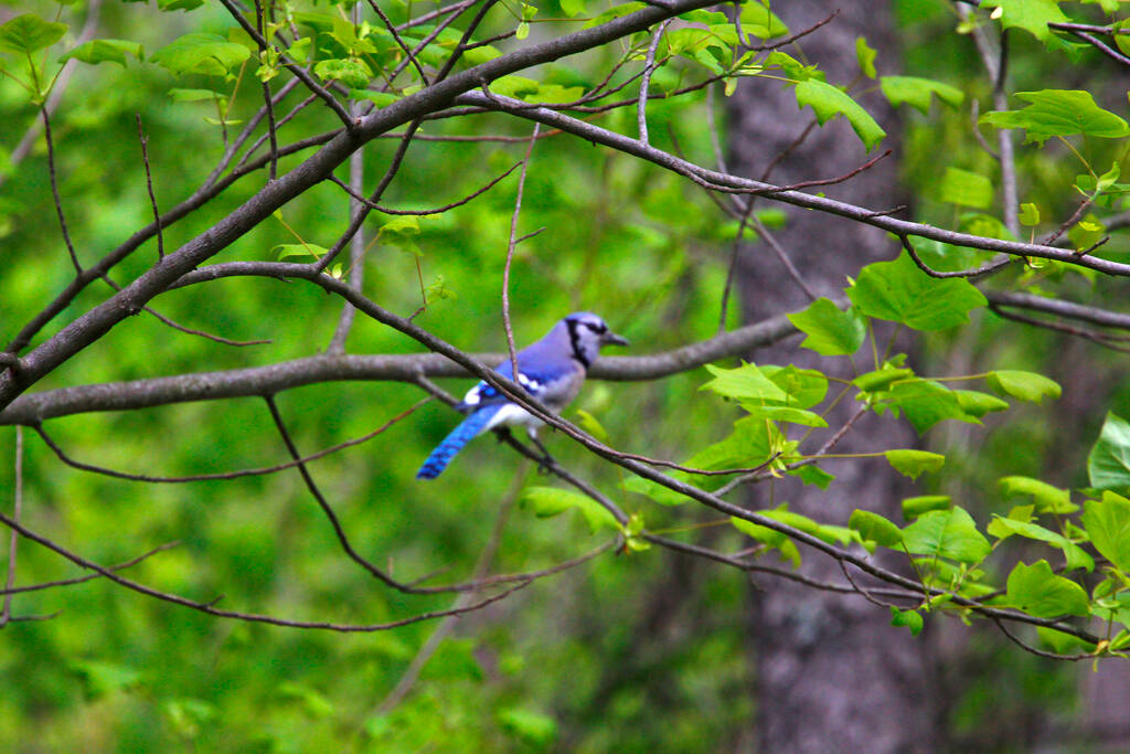 Ptak błękitny (Cyanocitta cristata)) - Zdjęcie, obraz