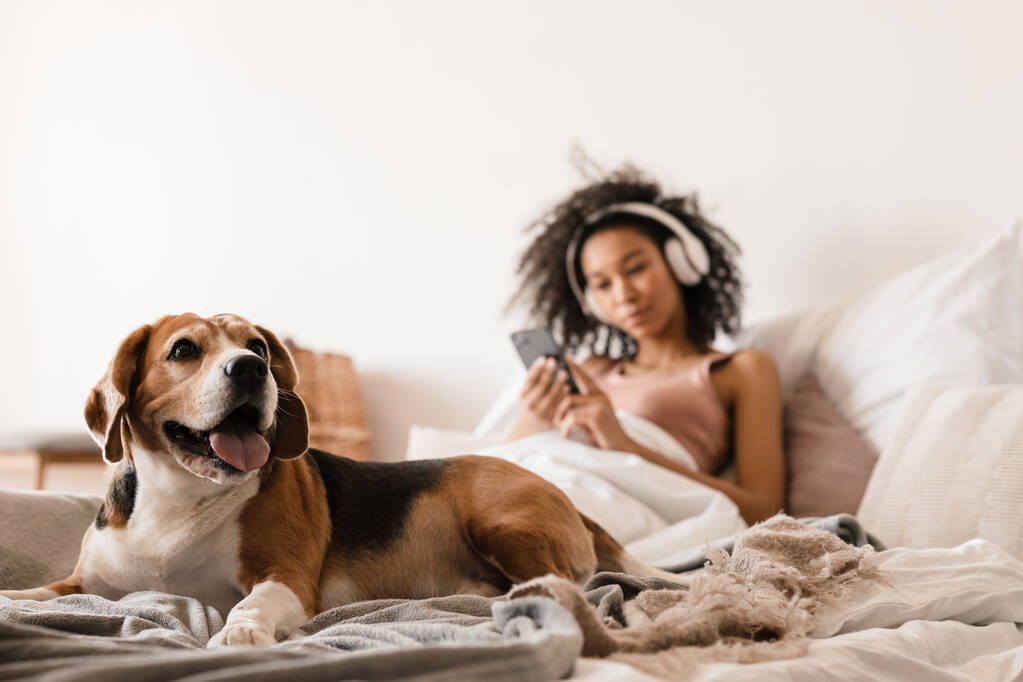 Joven mujer africana sonriente en ropa casual con perrito beagle en casa, acostado en la cama sosteniendo el teléfono móvil - Foto, imagen