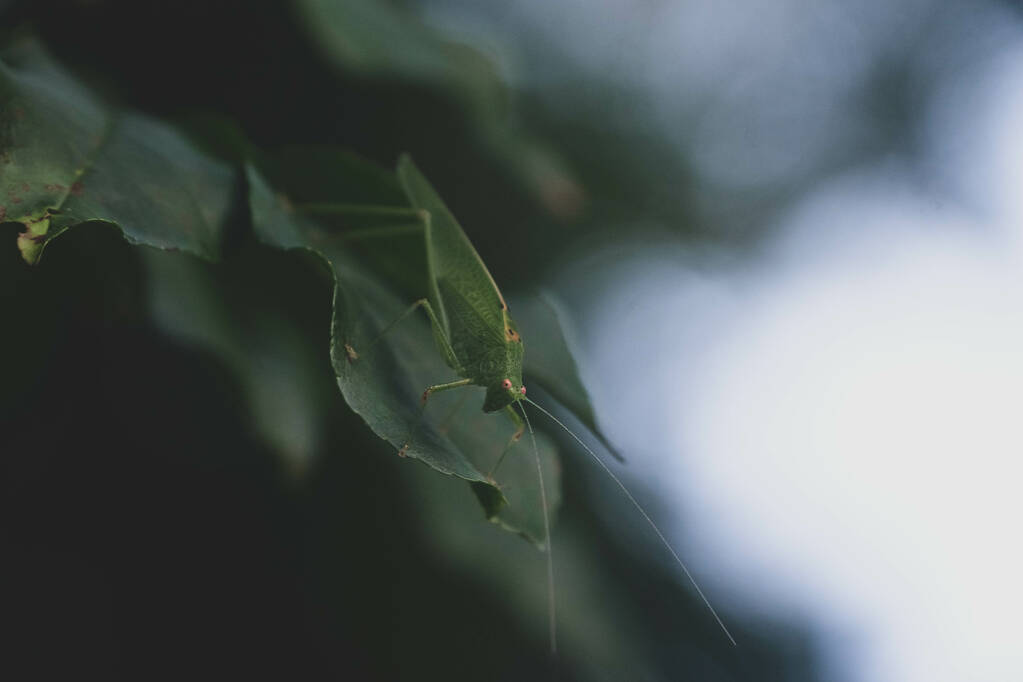 Μια μακρο-φωτογραφία μιας ακρίδας σε ένα πράσινο φύλλο σε ένα θολό φόντο - Φωτογραφία, εικόνα