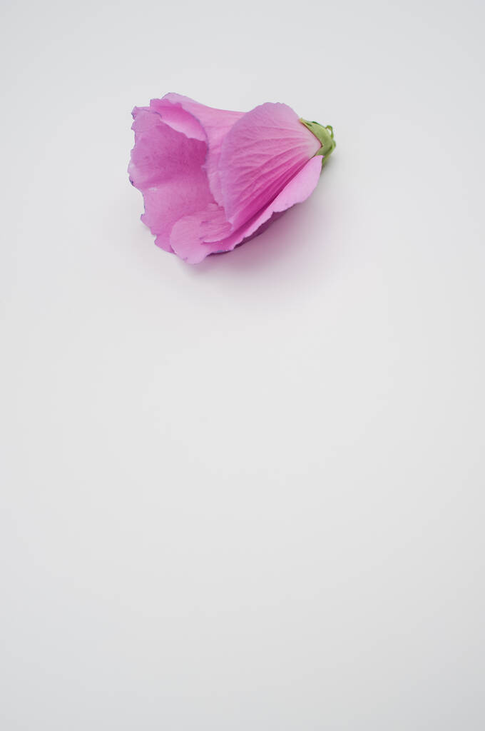 Lähikuva sametti ruusu eristetty valkoisella taustalla on vapaa tila - Valokuva, kuva