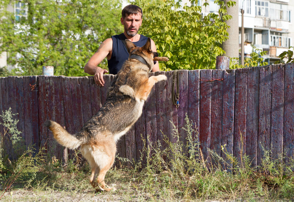 Výcvik psů. Německý ovčák ve výcviku. Pes trénuje na pozadí vysokých městských domů. - Fotografie, Obrázek