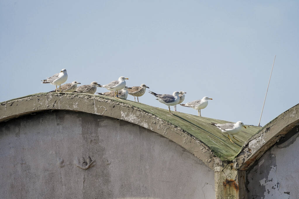 Um bando de gaivotas em cima de um armazém. - Foto, Imagem