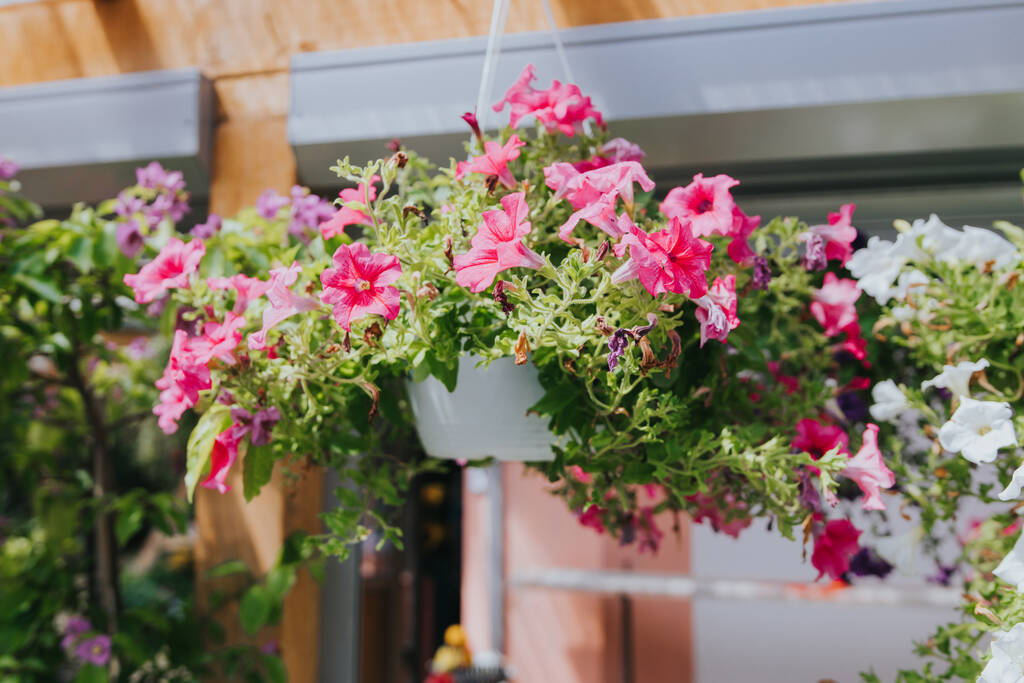 Un enfoque selectivo de flores de petunia rosa en maceta en el invernadero - Foto, imagen