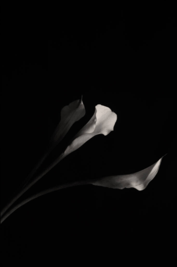 Schwarz-Weiß-Foto einer schönen Blume - Foto, Bild