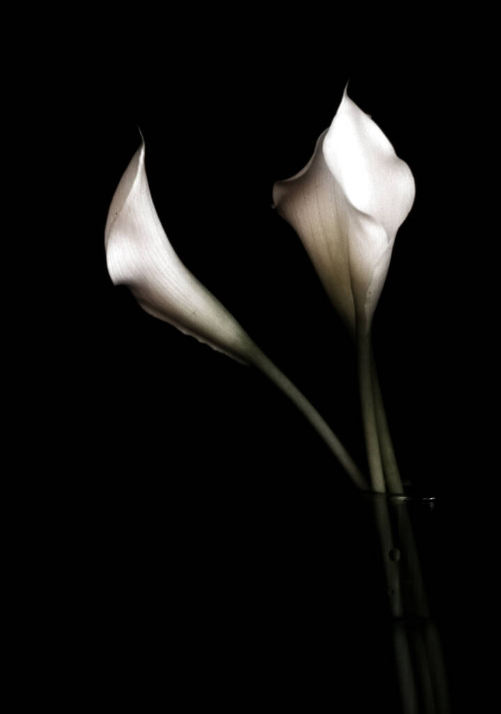 bellissimo fiore bianco su sfondo nero - Foto, immagini