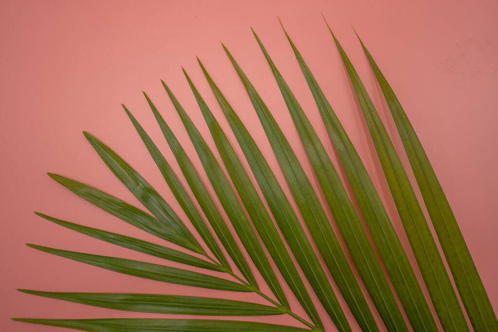 ピンクの背景に長い葉を持つ植物のトップビュー - 写真・画像