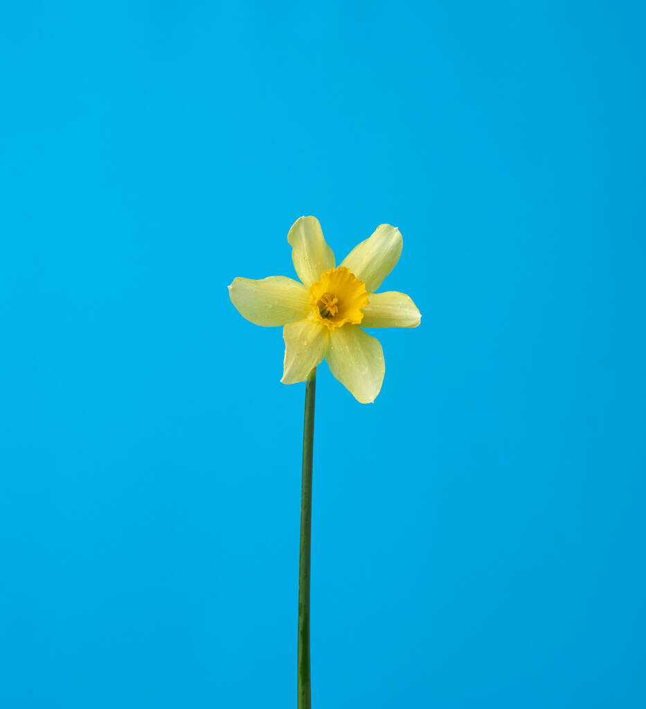 bloeiende gele narcis knop op een blauwe achtergrond, lentebloem, close up - Foto, afbeelding