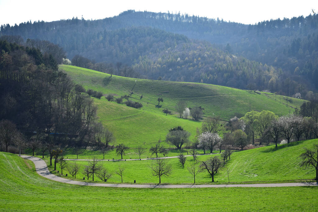 zielona łąka z drzewami w tle - Zdjęcie, obraz
