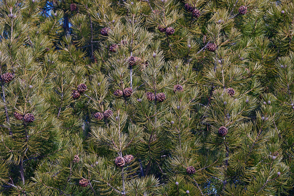 hermoso plano botánico, fondo de pantalla natural - Foto, imagen