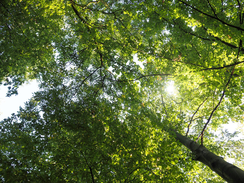 Widok na wierzchołki drzew ze słońcem jako podświetlenie, naturalne tło, koncepcja naturalnego wypoczynku lub kąpieli w lesie!. - Zdjęcie, obraz