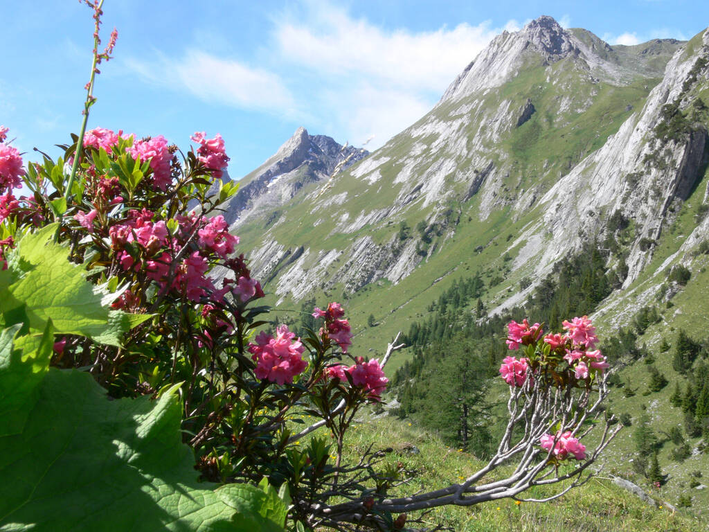 flores bonitas nas montanhas - Foto, Imagem