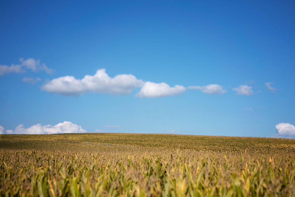 сельскохозяйственной желтой стороне поля сельской местности живописный вид осень сентябрьский урожай сезон время вечера освещение ясная погода голубое небо. - Фото, изображение