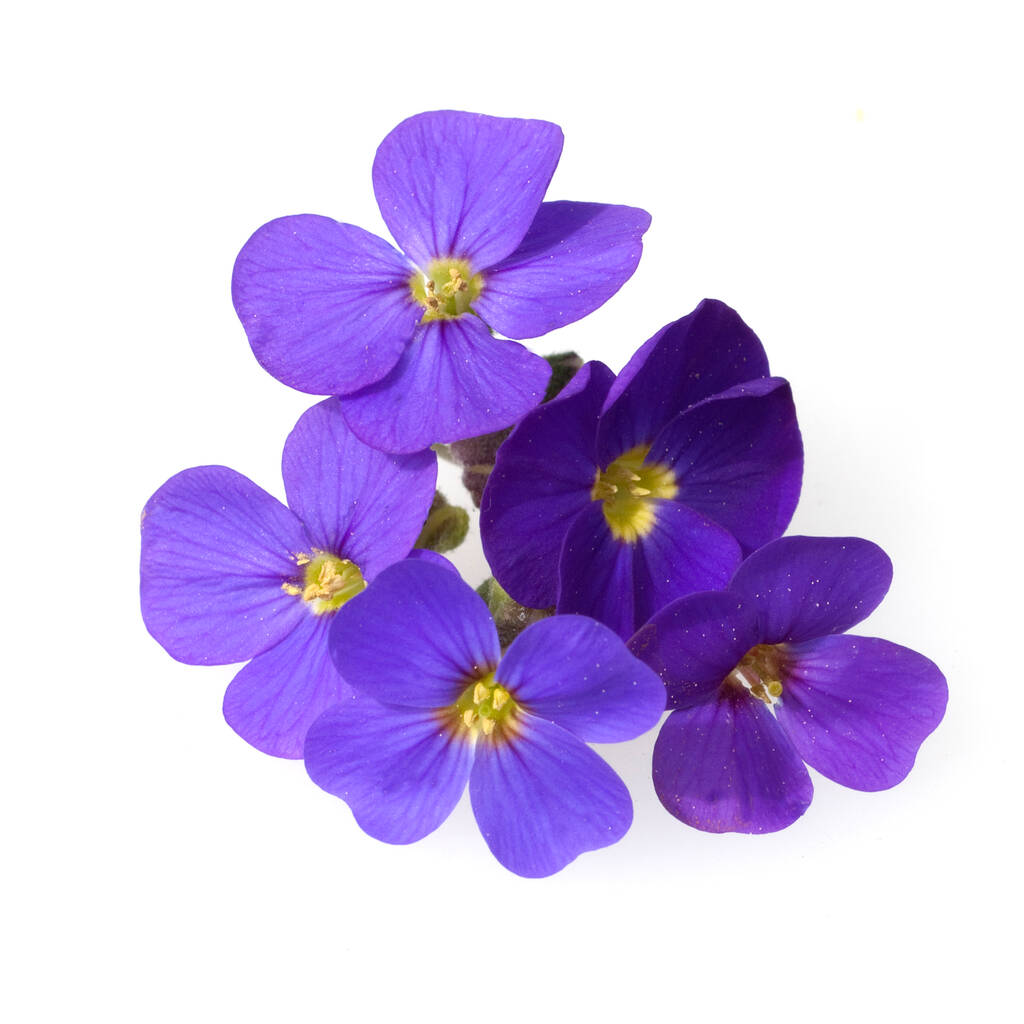 фиолетовый цветок на белом фоне - Фото, изображение