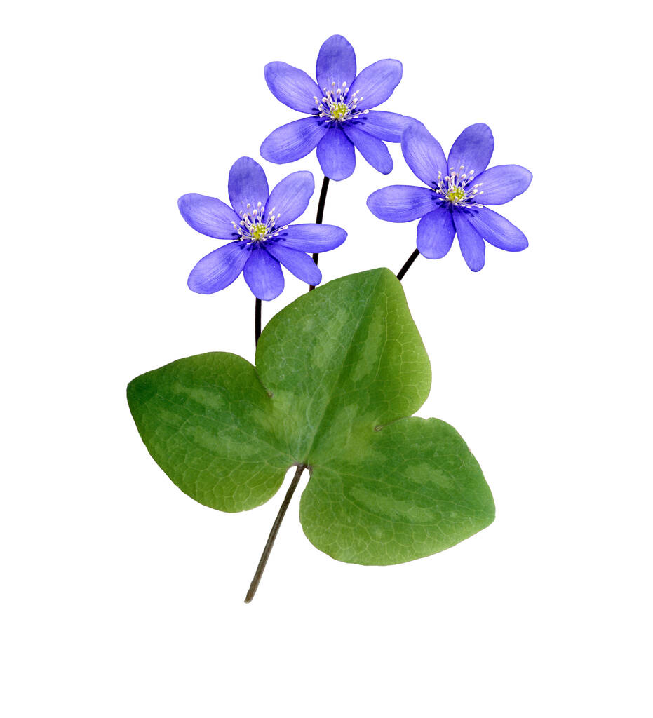 акварельна ілюстрація синіх квітів ізольована на білому тлі
 - Фото, зображення