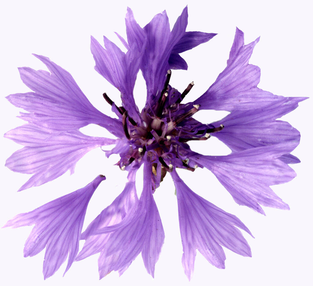 fialová květina izolované na bílém pozadí - Fotografie, Obrázek