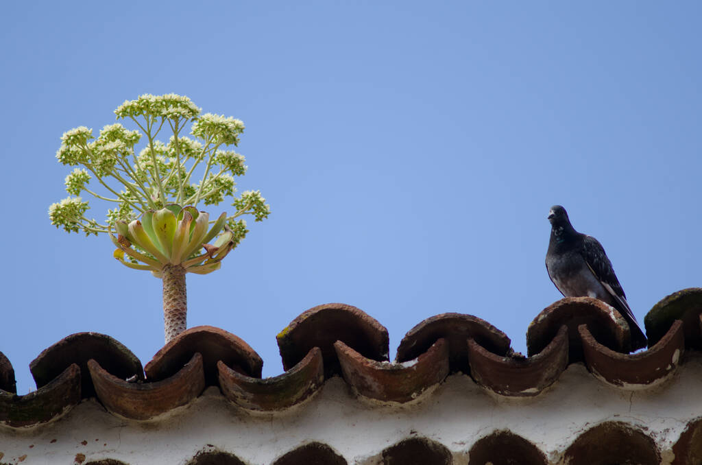 Pflanze blühende Aeonium urbicum und Haustaube Columba livia auf einem Dach. San Cristobal de La Laguna. Teneriffa. Kanarische Inseln. Spanien. - Foto, Bild