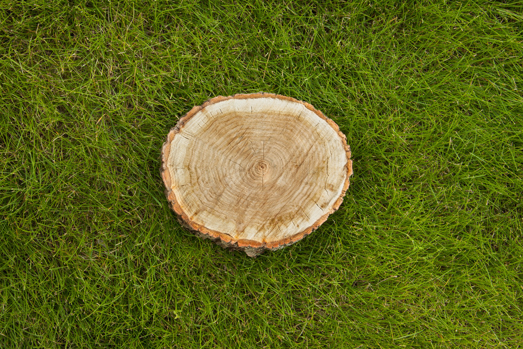 souche d'arbre sur l'herbe, vue de dessus
 - Photo, image