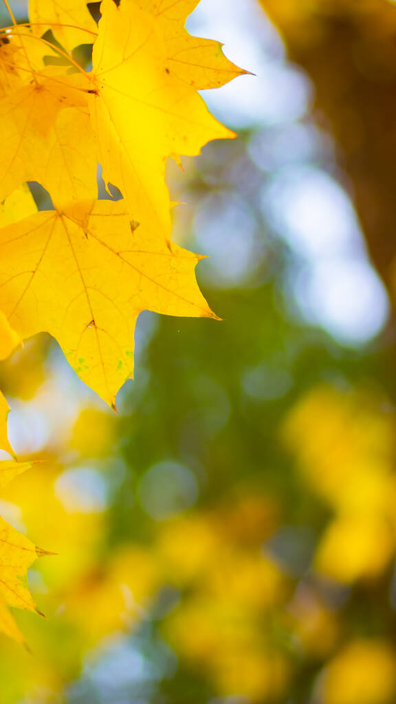 Gele esdoorn. Maple bladeren op een wazige achtergrond. Herfst achtergrond. Kopieerruimte - Foto, afbeelding