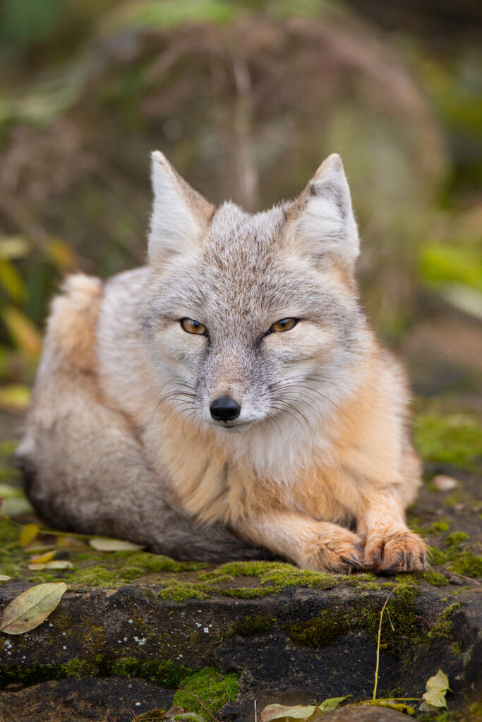 Μια κάθετη κοντινή λήψη της αλεπούς του κορσάκου στο δάσος. - Φωτογραφία, εικόνα