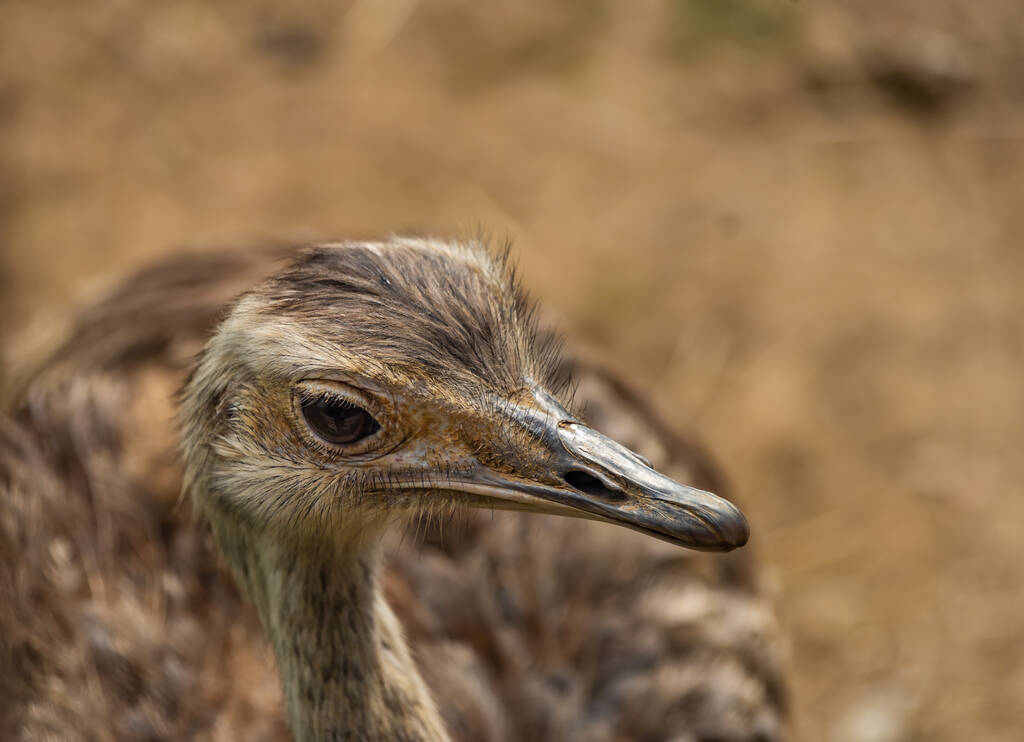 Cabeza de pájaro Emu con fondo marrón en verano día fresco - Foto, Imagen