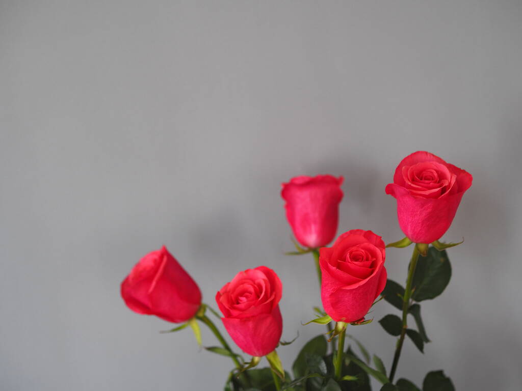 Lugar para SMS. Buquê de rosas rosa close-up. Fundo de botões de flores. - Foto, Imagem
