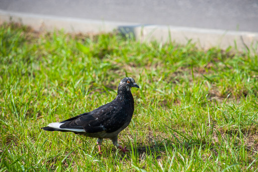Міський голуб гуляє на зеленій траві
 - Фото, зображення