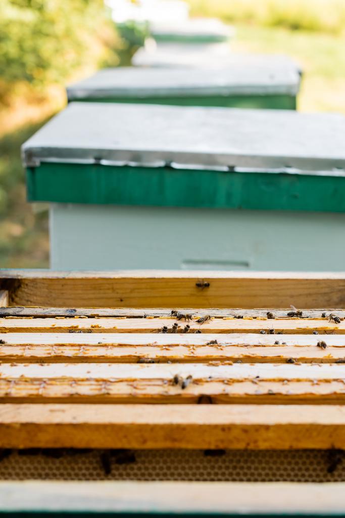 selectieve focus van bijen op bijenkorf op bijenkorf, wazige achtergrond - Foto, afbeelding
