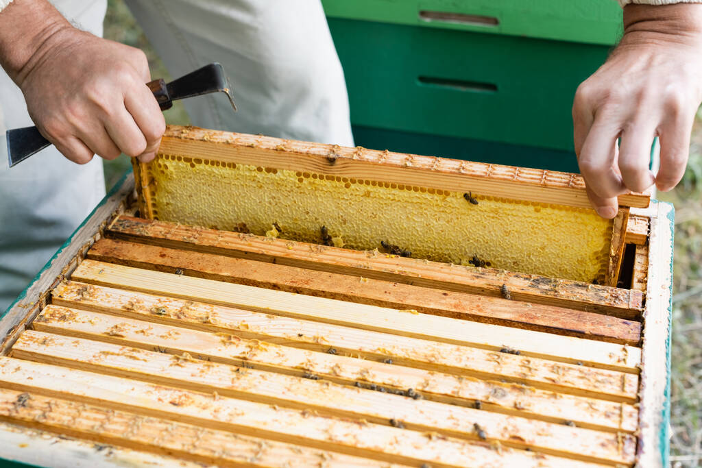 Arı kovanından bal peteği çerçevesi çıkaran bir kazıyıcı ile kırpılmış arı yetiştiricisi görüntüsü - Fotoğraf, Görsel