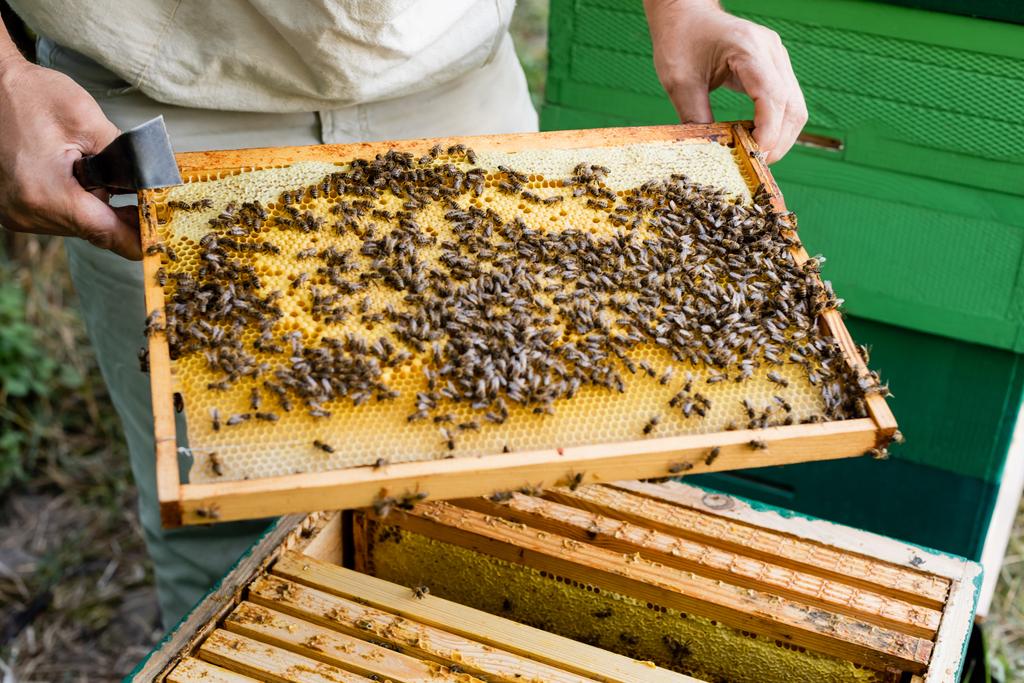 Arı Ustasının kısmi görüntüsü. Kazıyıcı, arı kovanının yanında bulanık bal peteği çerçevesi tutuyor. - Fotoğraf, Görsel
