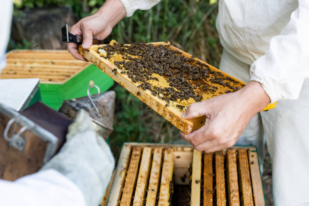 Ausgeschnittene Ansicht eines Imkers mit Bienenwabenrahmen in der Nähe eines verschwommenen Kollegen mit Bienenraucher - Foto, Bild