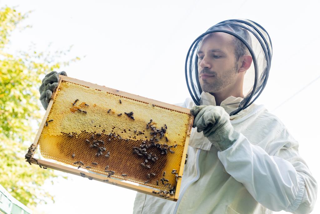 пчеловод с низким углом обзора в защитном оборудовании, держащий раму для сотовой связи с пчелами - Фото, изображение