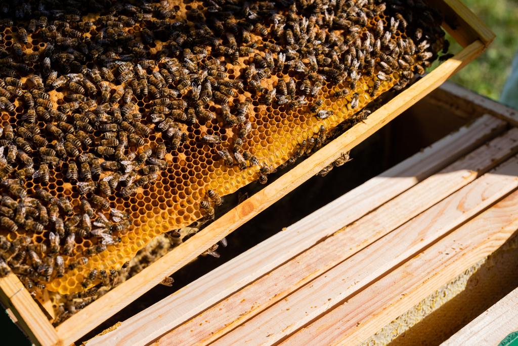 Arıların ve arıların üzerinde bal olan bal peteği çerçevesi - Fotoğraf, Görsel