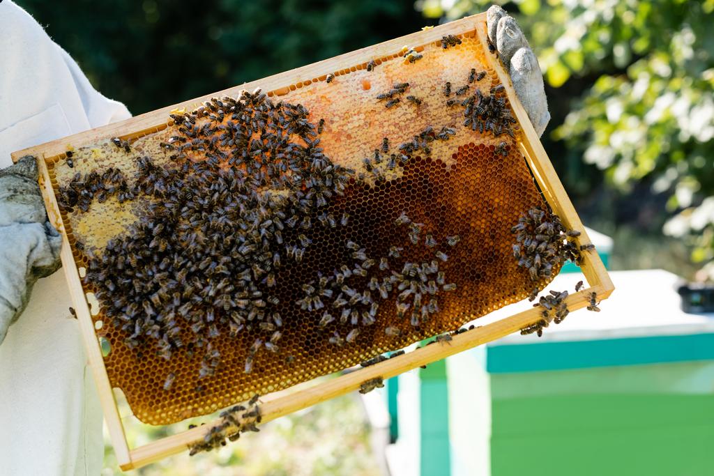 vue partielle de l'apiculteur dans des gants de protection tenant un cadre en nid d'abeille avec des abeilles - Photo, image