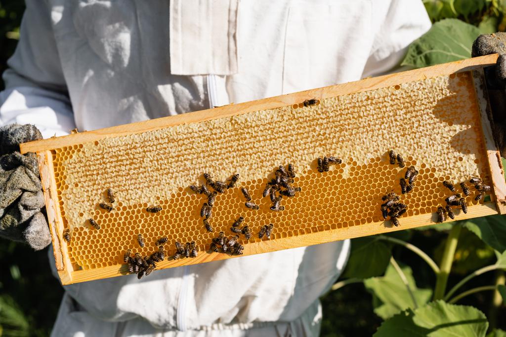 Teilansicht des Imkers in Schutzanzug und Handschuhen mit Bienen und Honig - Foto, Bild